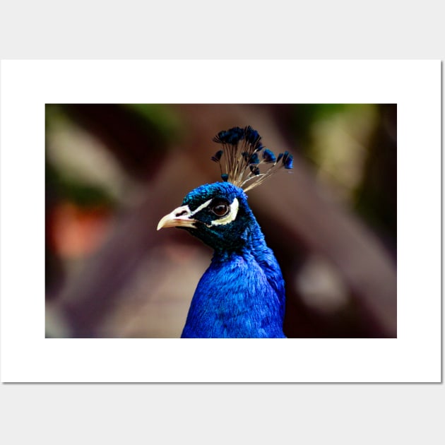 Peacock Wall Art by Rob Johnson Photography